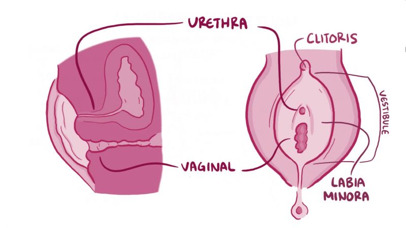 female clitoris intercourse