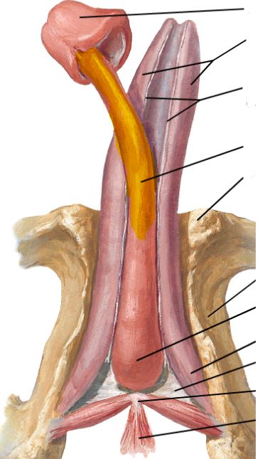 female urethra penis intercourse