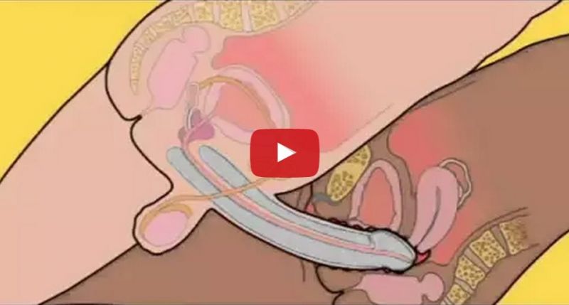 penis inside vagina