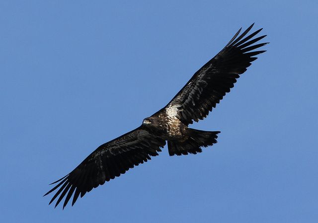female bald eagle