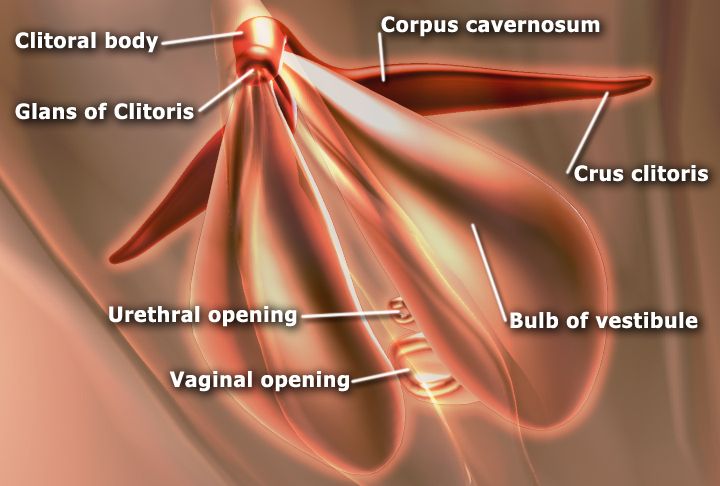 sexy clitoral hood