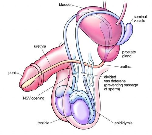 pictures penis Male female penetration