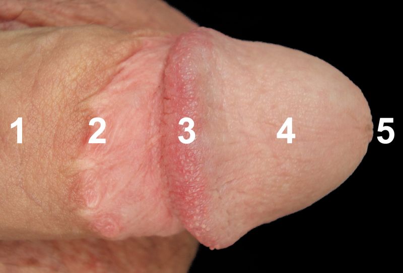 girls comparing penis size