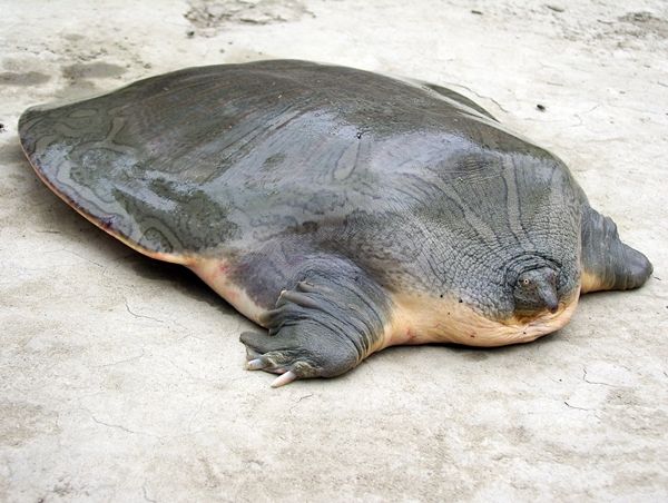 turtle penis