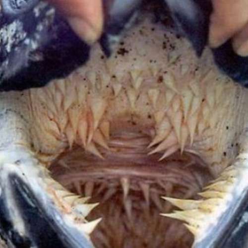turtle vulva