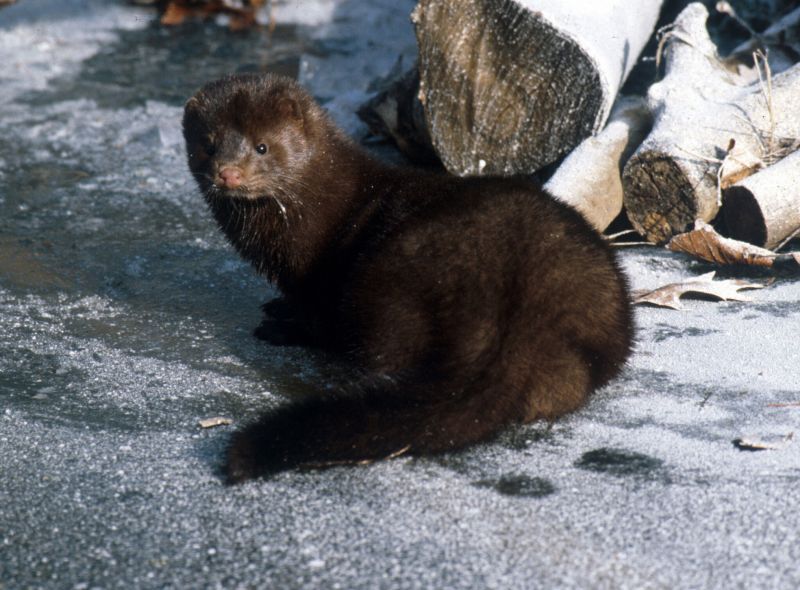 kawaii arctic fox furry