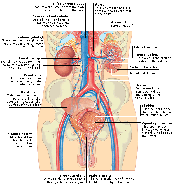 female urethra opening location