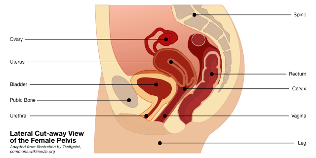 pelvic organ prolapse symptoms
