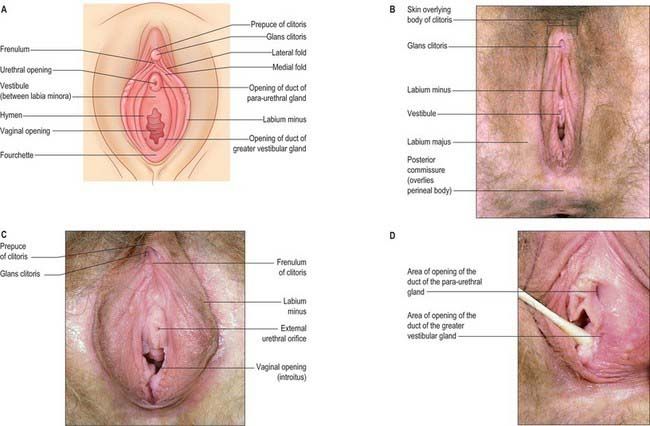 cervix dilation