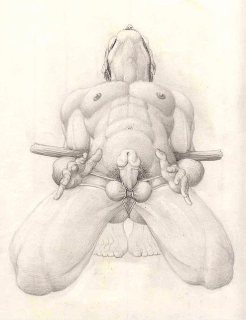 adult male penis