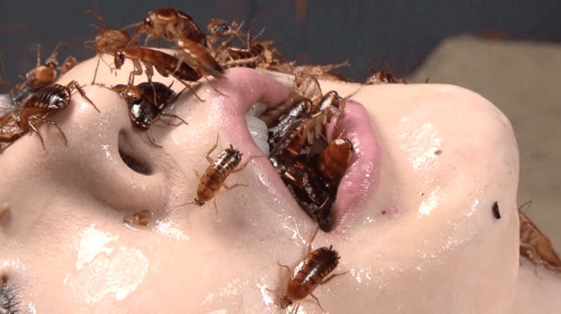 ants fire ant torture