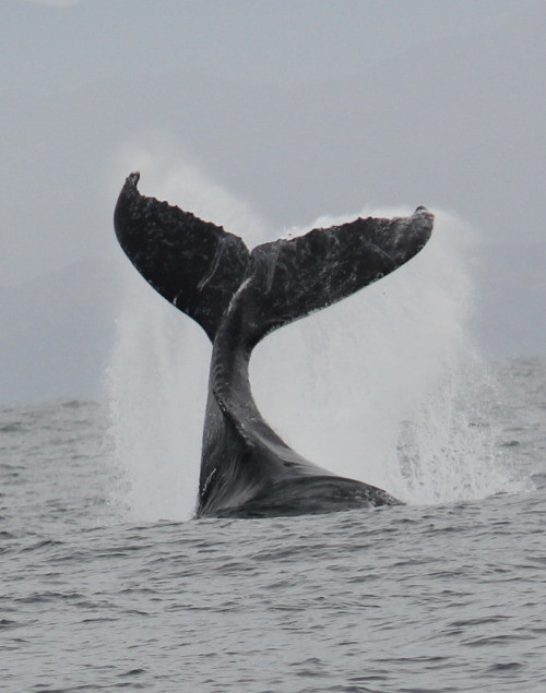whale's tail photography
