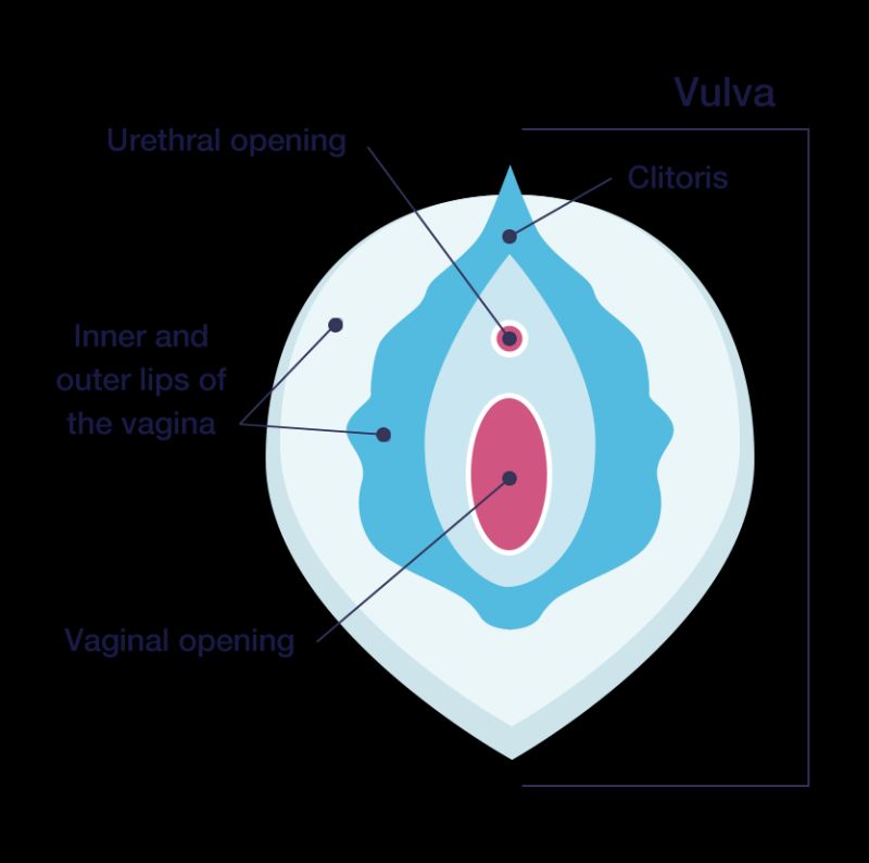 majora labial types