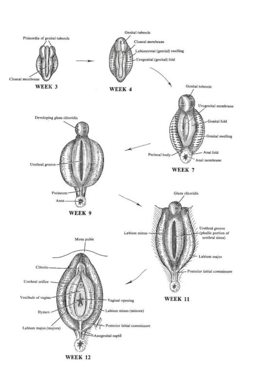 labial elongation