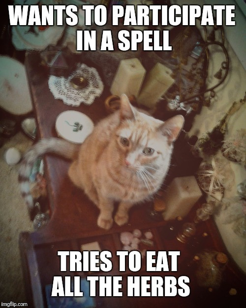 funny pet antics
