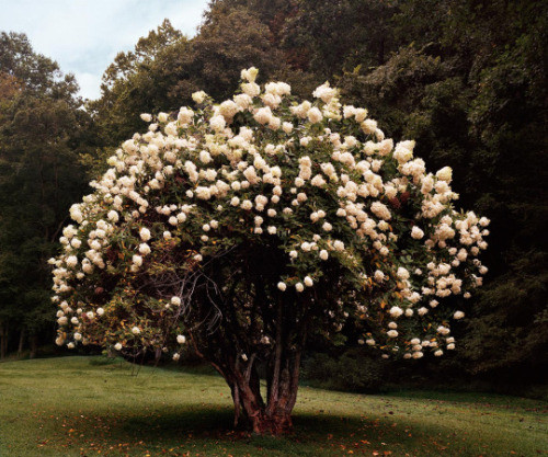 aesthetic flowers