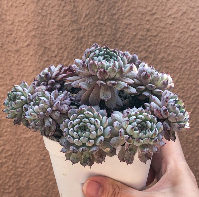 indoor/outdoor
