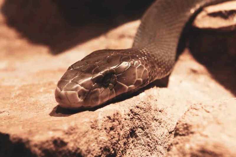 black mamba poison effect
