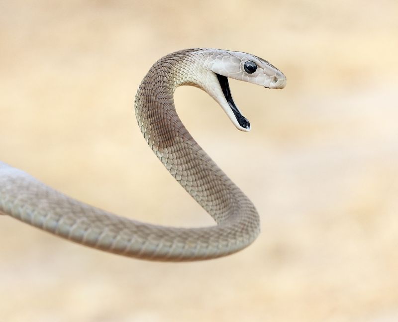 coral snake