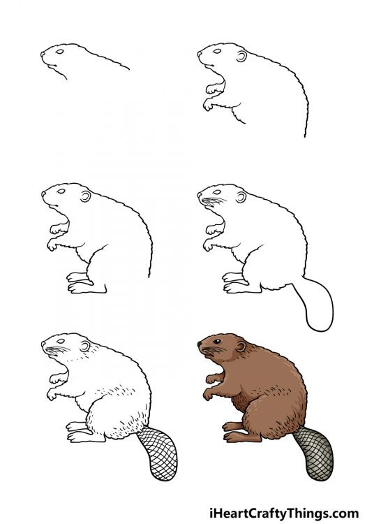 best female beavers