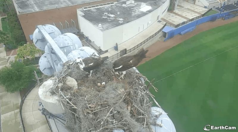 wow live webcam